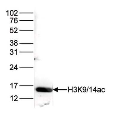 Western Blot: Histone H3 [ac Lys14, ac Lys9] Antibody [NBP2-59181]